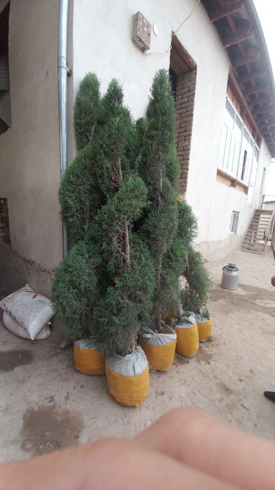 Лола дарахти, чинор. Ҳар хил арчалар, манзарали дарахтлар