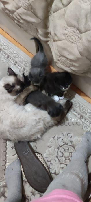 Котята полукровки