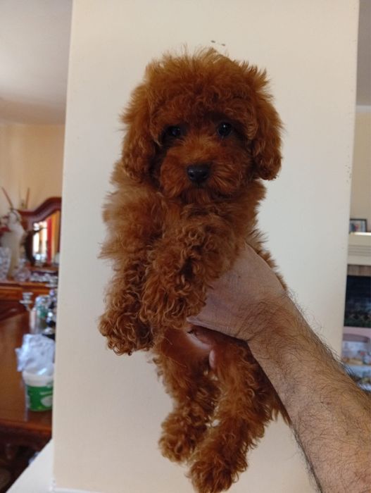 Pudel toy cu pedigree