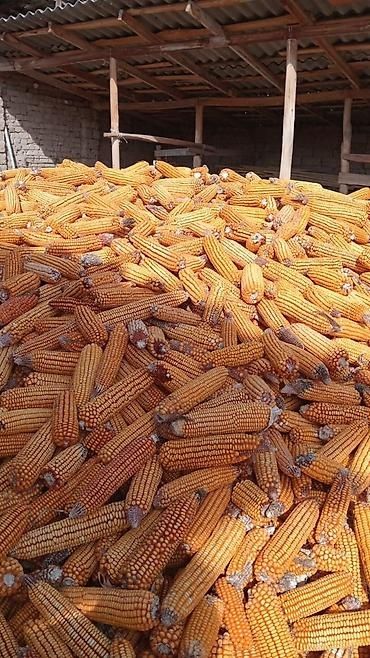 Кукуруза Продам Оптом