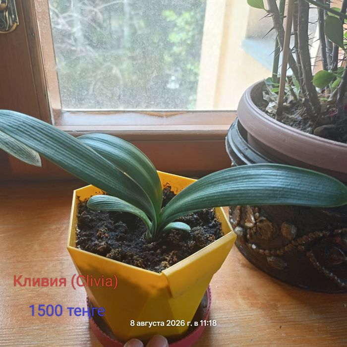 Продам комнатные цветы .