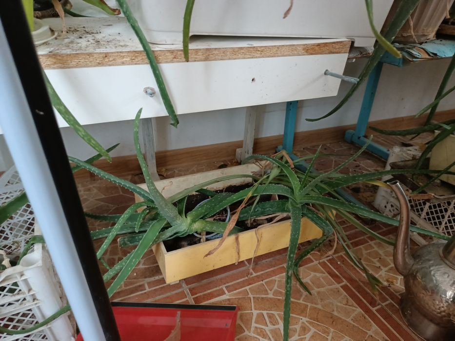 Продается алое и золотой ус