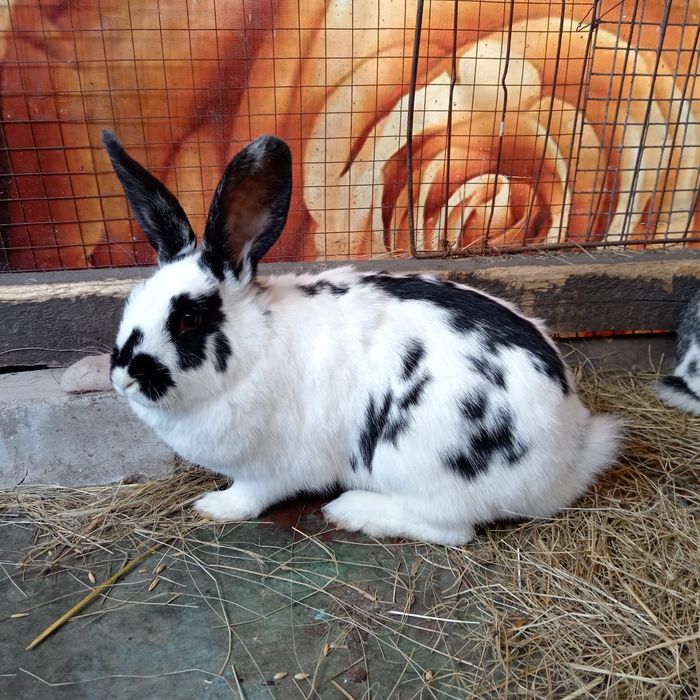 Продам случиных кролих