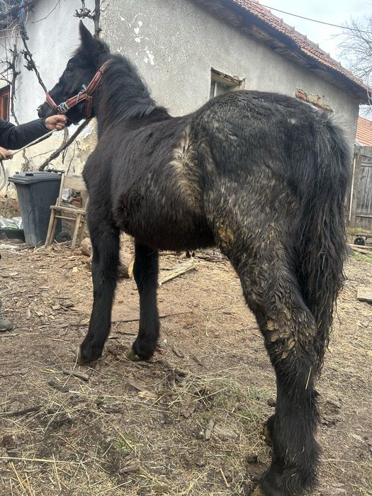 Vand un manz coca cola