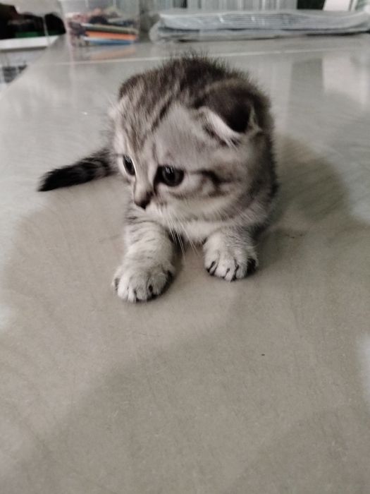 Коты Породистые Халенстрайт