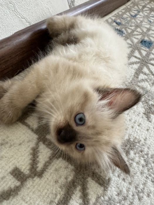 Сиамская кошка, котята  Siamskiy mushuk