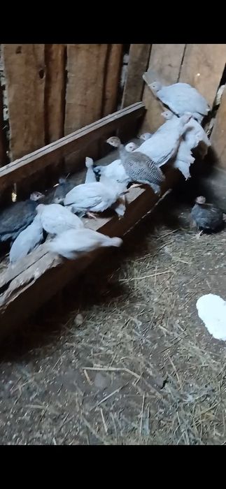 Цесарка балапандар сатылады