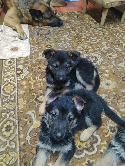 Чистокровные немчата девочки