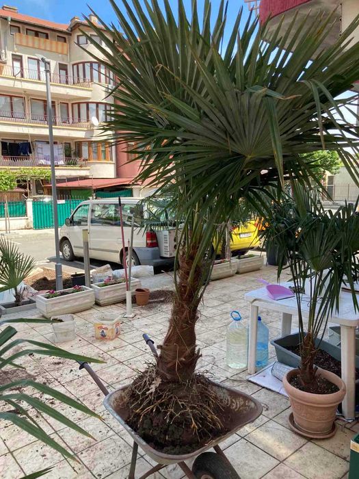 Студоустойчиви Палми Трахикарпус