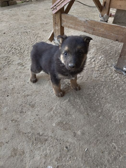 Овчарка зотли ит