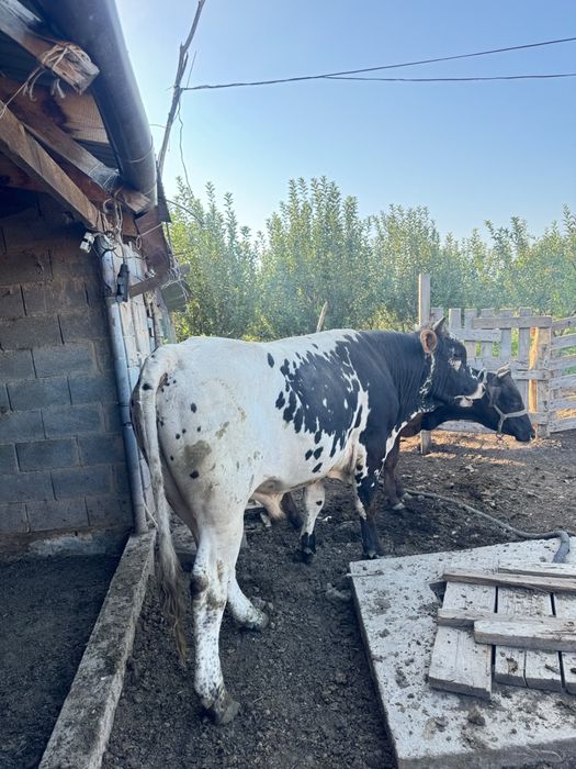 Бұқа екі жасар,быки,карова