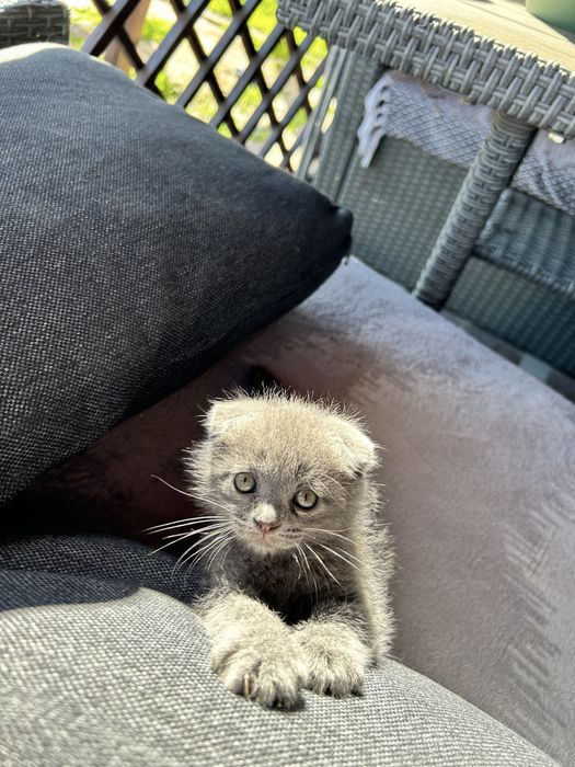 Pui Scottish fold