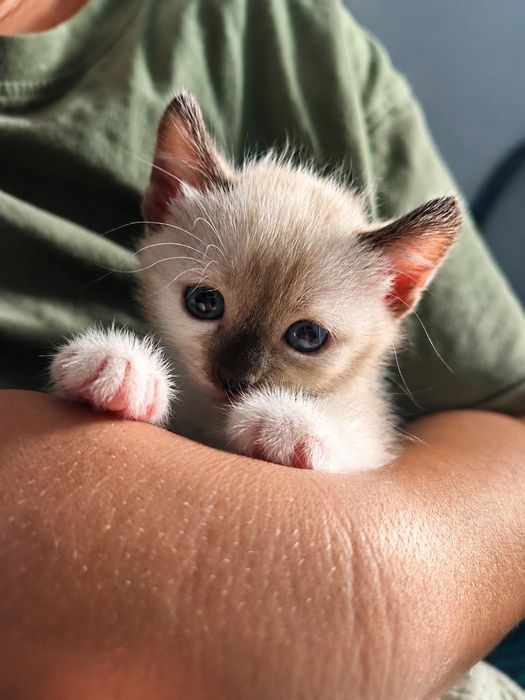 Отдам котят в хорошие руки