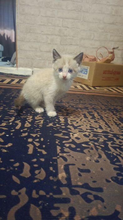 Отдам котят мальчик и девочка