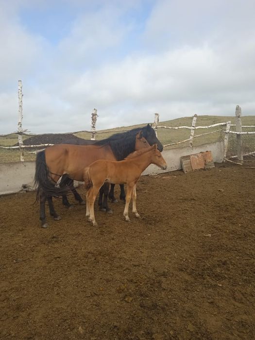 Кобыла с жеребенком