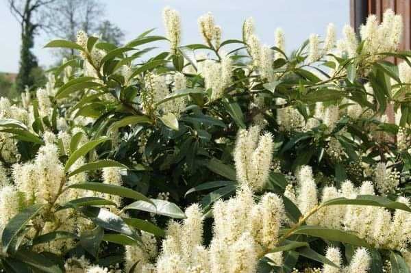 Лавровишна (Prunus laurocerasus)-30-40см