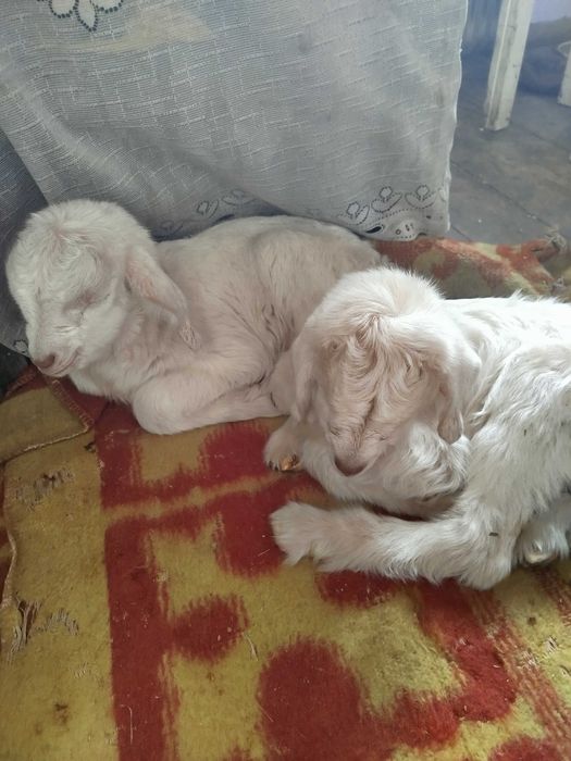 Продам козлят и молочную козу