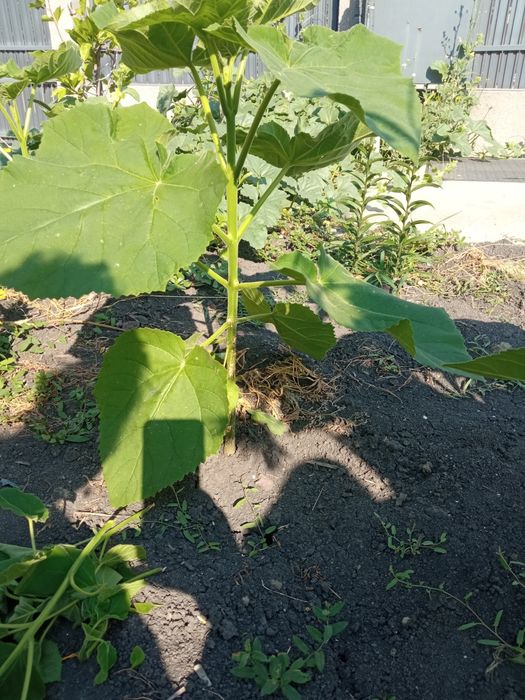 Paulownia de 1-3 m