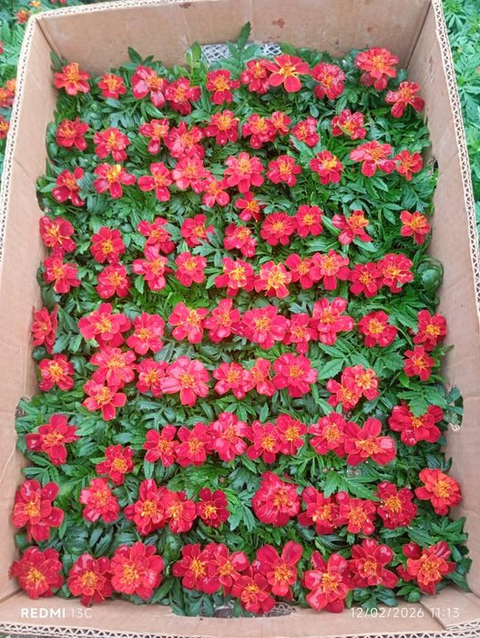 Bahorgi ekish uchun gullar keng asartiment