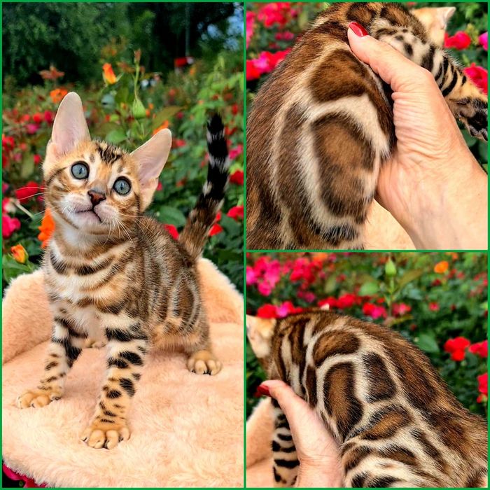 Минилеопард у вас дома!