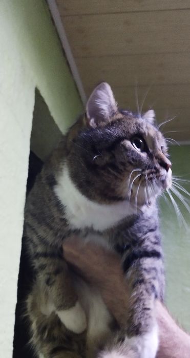 Отдам в добрые руки