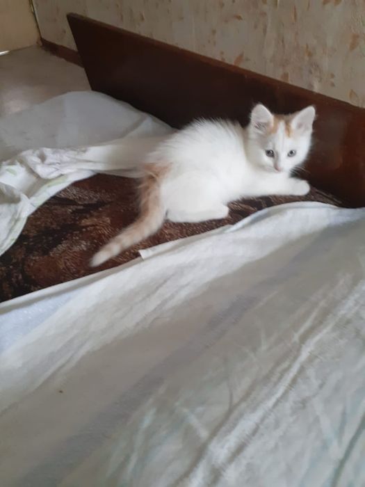 Котята в хорошие руки