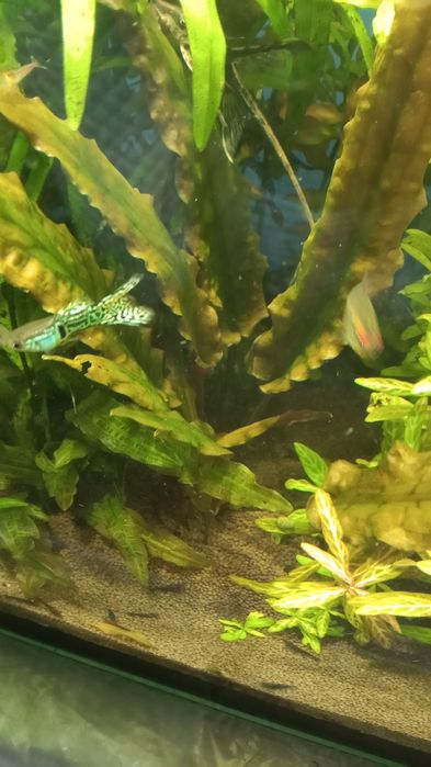 Аквариумные растения .