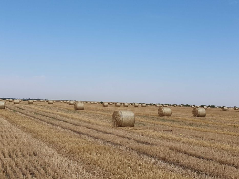 Baloti paie de grau