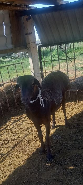 Продам  барана. Кошкар 2 год