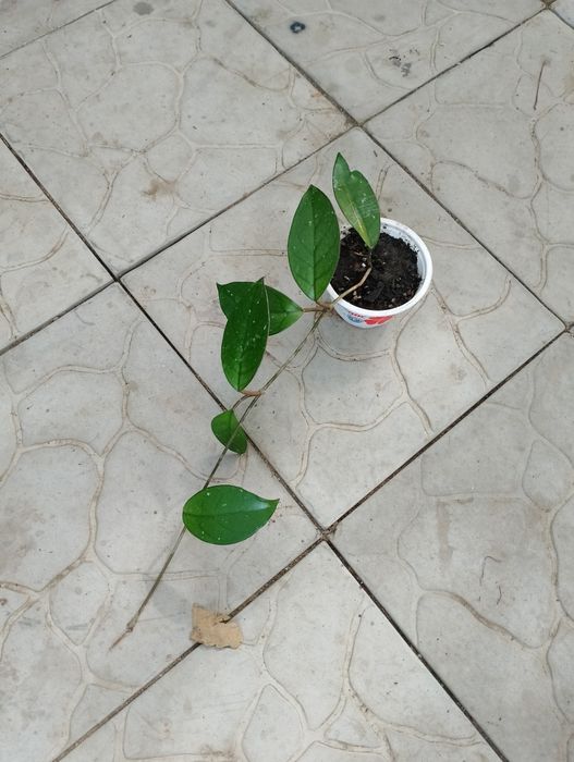 Хойя комнатные растения