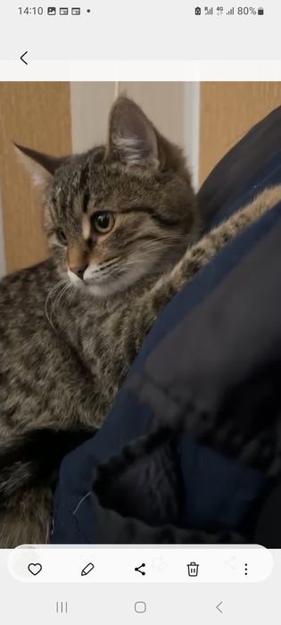 Отдам котёночка мальчика в добрые руки