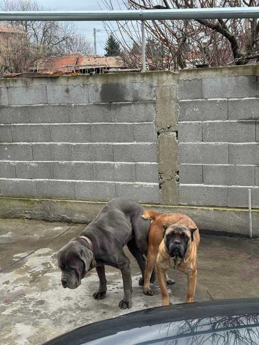 Кане корсо,Cane corso
