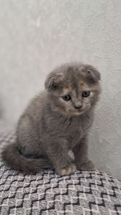 Mushuklar 1.5 oylik Scottish fold