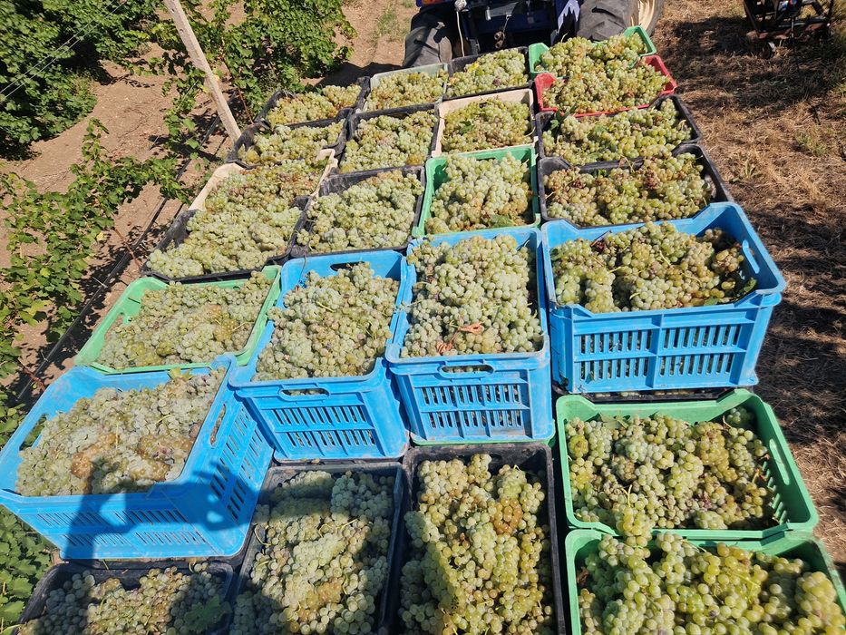Продавам грозде Мускат и Мерло