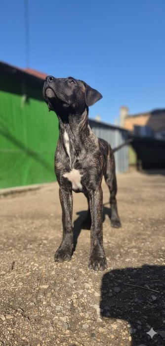 Куче Presa Canario