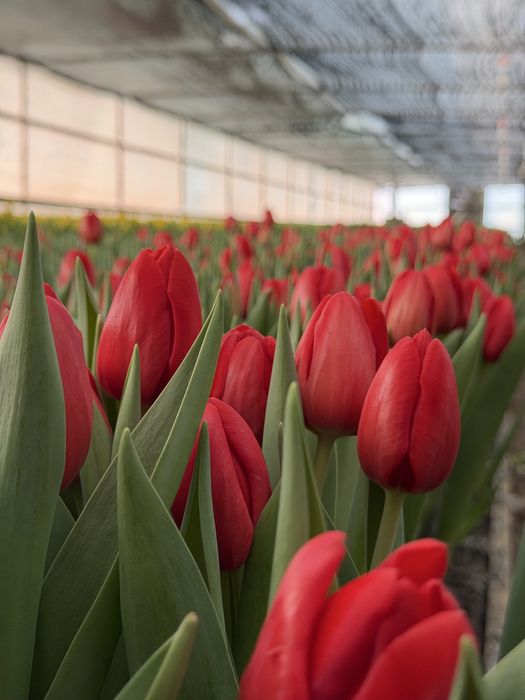 Тюльпаны гиганты 2026