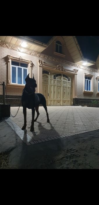 Dabirman bolalariga OLDINDAN ZAKAZ OLAMIZ