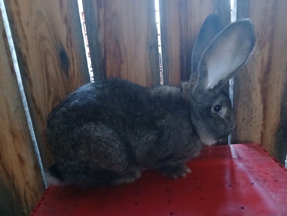 Vand iepuroi urias german