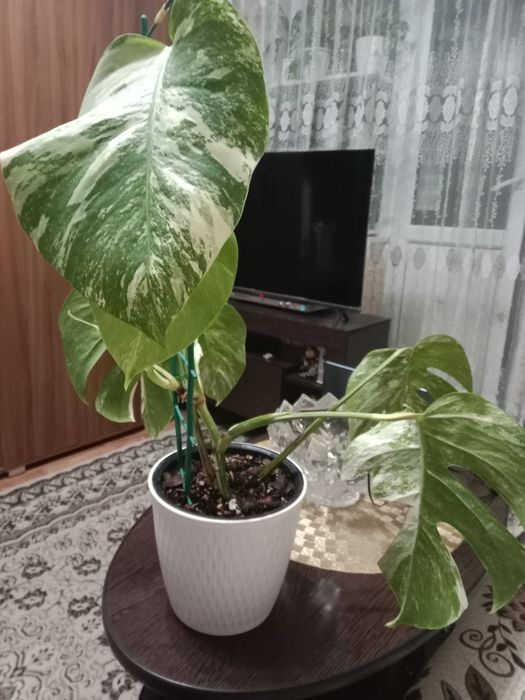 Монстера Альба вариегатная