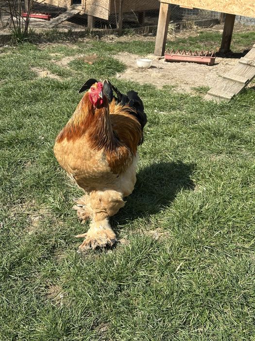 Brahma Colombian gaini cu cocosi