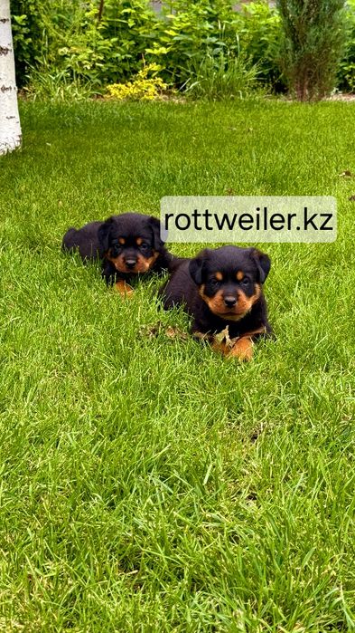 В продаже щенки ротвейлера. Ротвейлер.