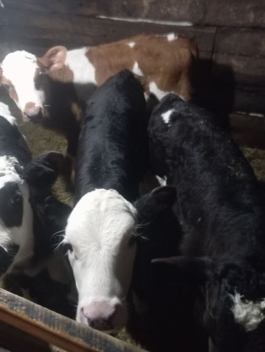 Продам телят нынешних