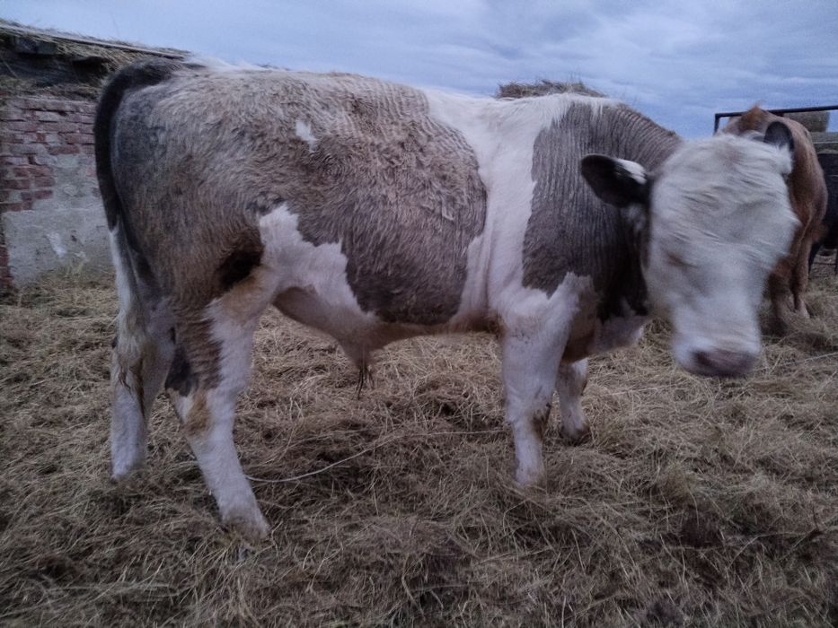 Продам бычков на племя