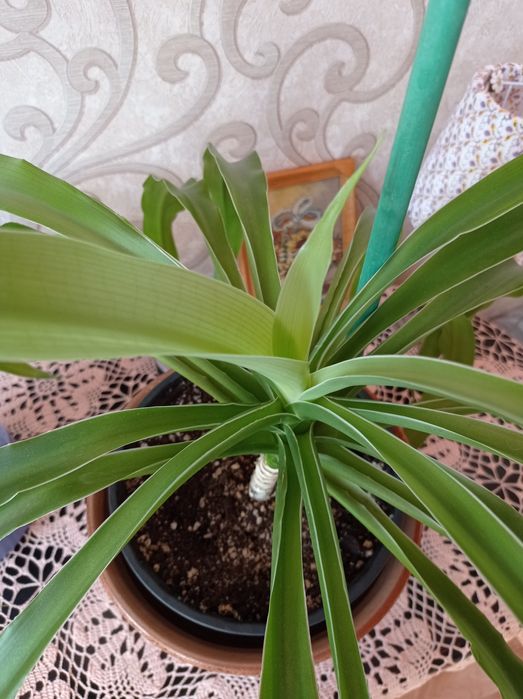 Пальма панданус взрослое растение