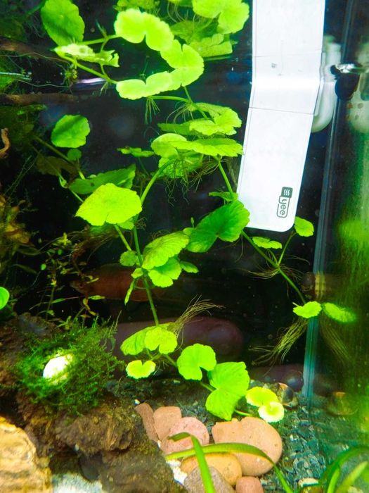 Аквариумные  растения