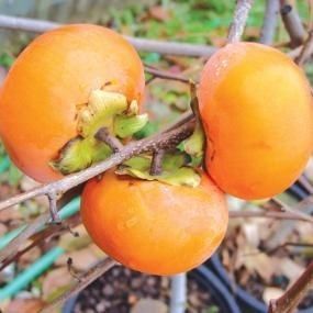 Kaki (Soiul Rosseyanka )