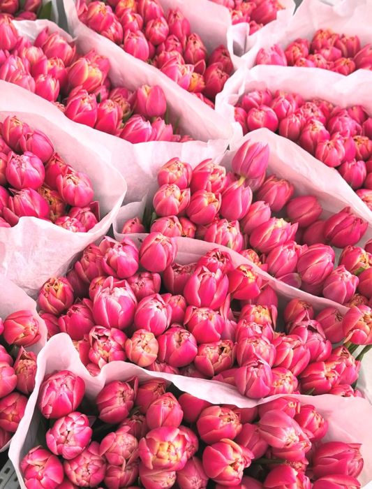 Пренимаем заказы на тюльпаны