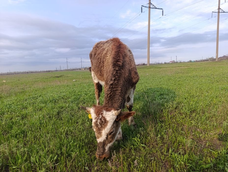 Продам телку 2 года