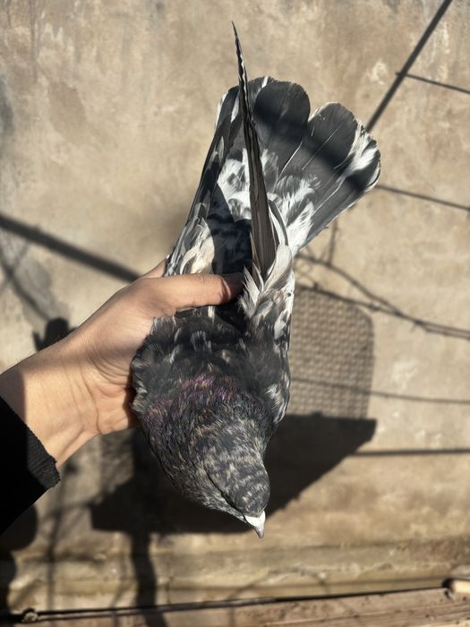 Голуби бакинц самка самец пара