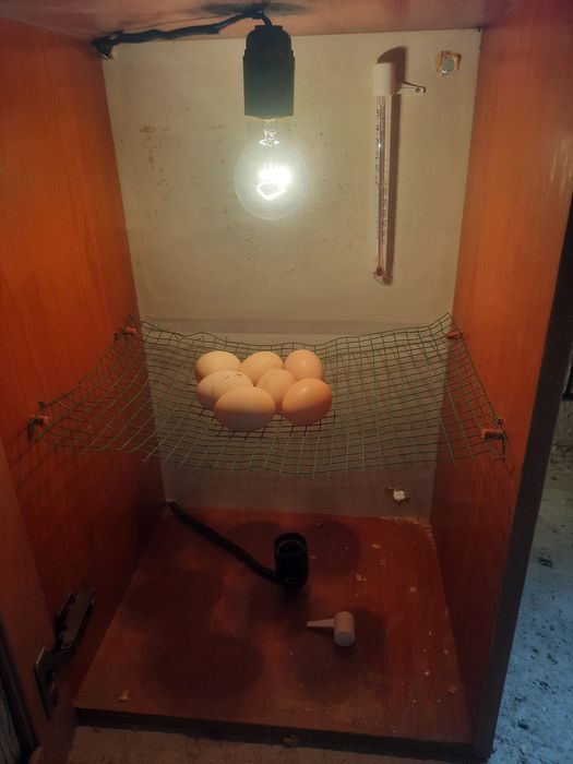 Inkubator sotiladi 300.000 ming